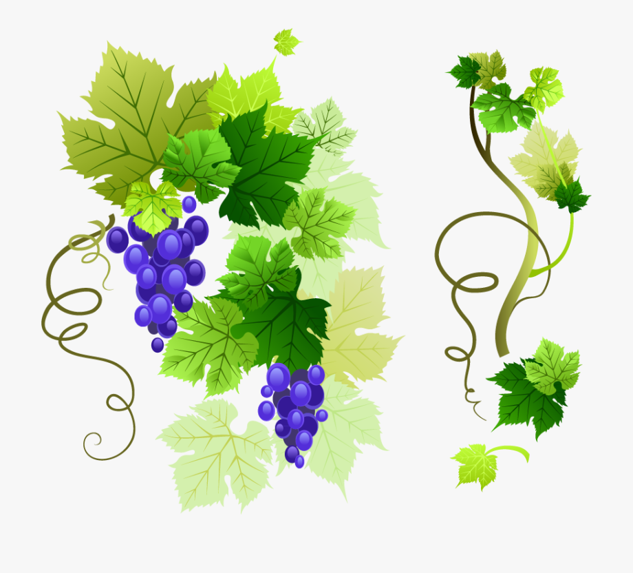 920x832 Common Grape Leaves Clip Art Png Vector