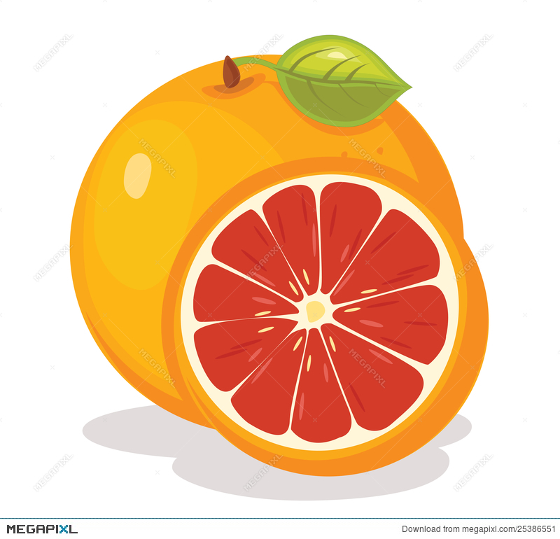 Grapefruit Vector at Collection of Grapefruit Vector