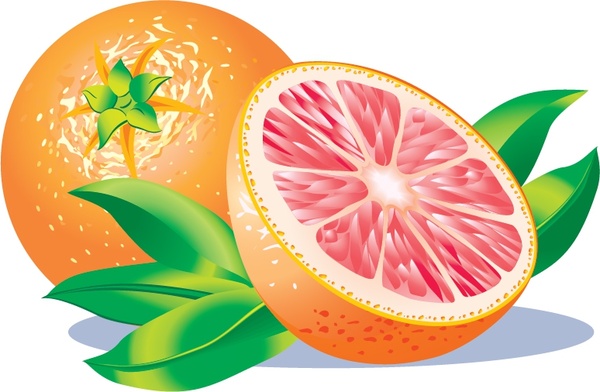 600x392 Grapefruit Free Vector Download