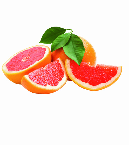 500x562 Grapefruit Vector Free Download