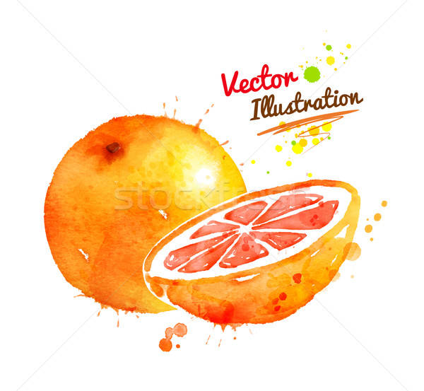 600x553 Watercolor Grapefruit Vector Illustration Sofya Golovanova