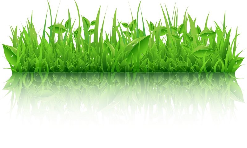 800x479 Green Grass With Leafs, Isolated On Stock Vector Colourbox