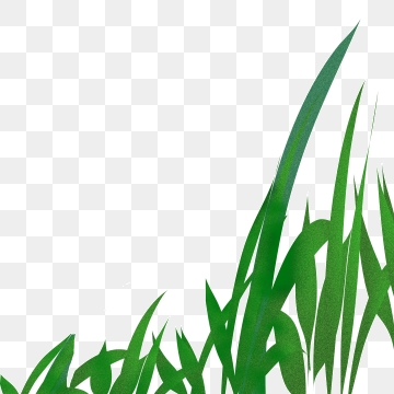 360x360 Blades Of Grass Png, Vector, And Clipart With Transparent