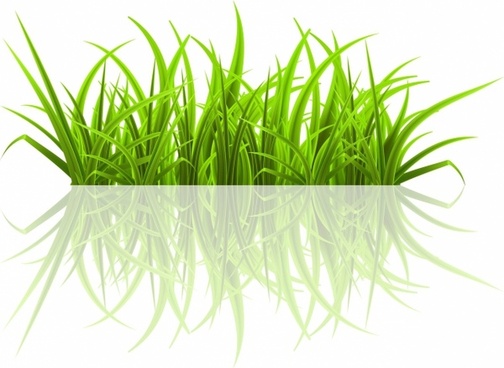 504x368 Blade Of Grass Free Vector Download