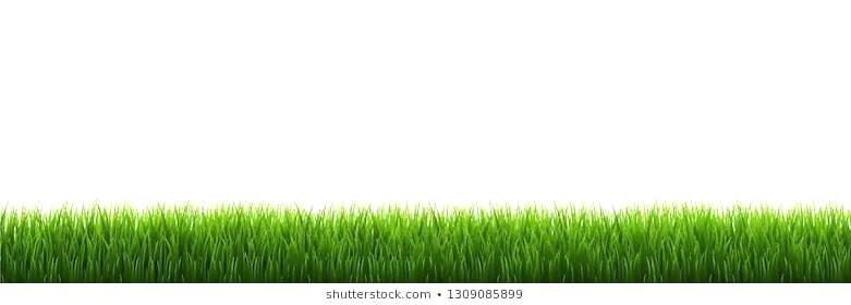 Grass Border Green Grass Border White Background Vector 781x280 Grass Border Green Grass Border White Background Vector