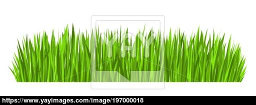 Green Grass Border 512x211 Green Grass Border