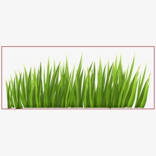 310x310 Grass Vector
