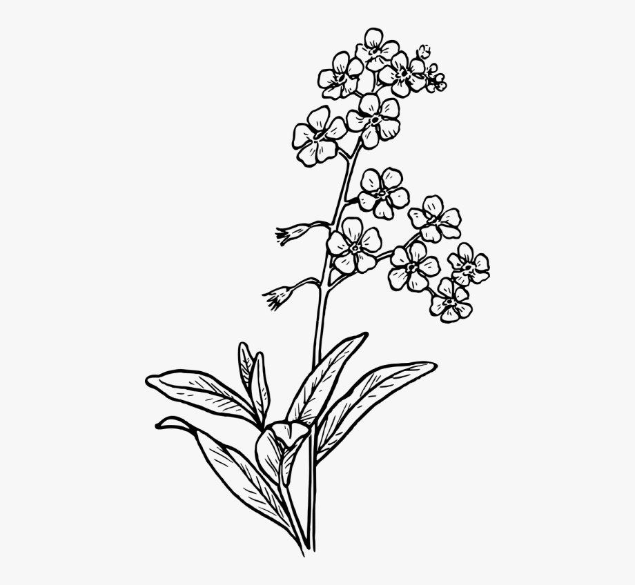 Grass,free Vector Graphics 920x848 Grass,free Vector Graphics