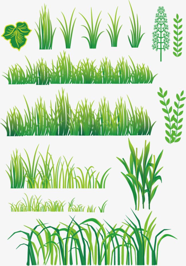 650x927 Vector Grass, Grass, Green, Table Frame Pattern Png And Vector