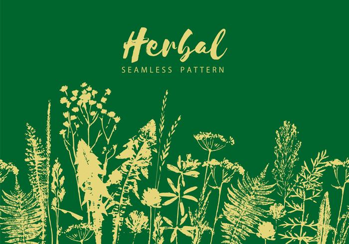 700x490 Herbal Seamless Pattern Botanical Border Vector Grass Background