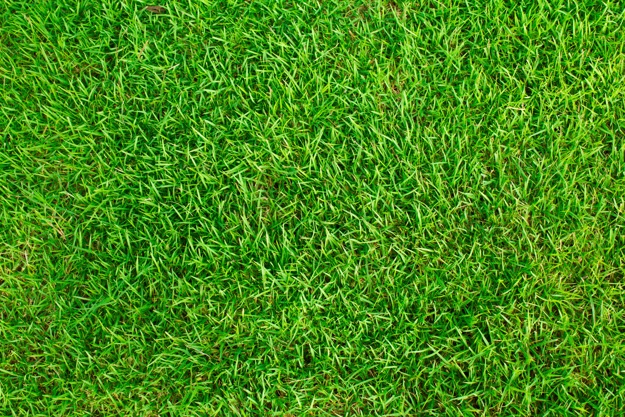 625x417 Grass Vectors, Photos And Free Download