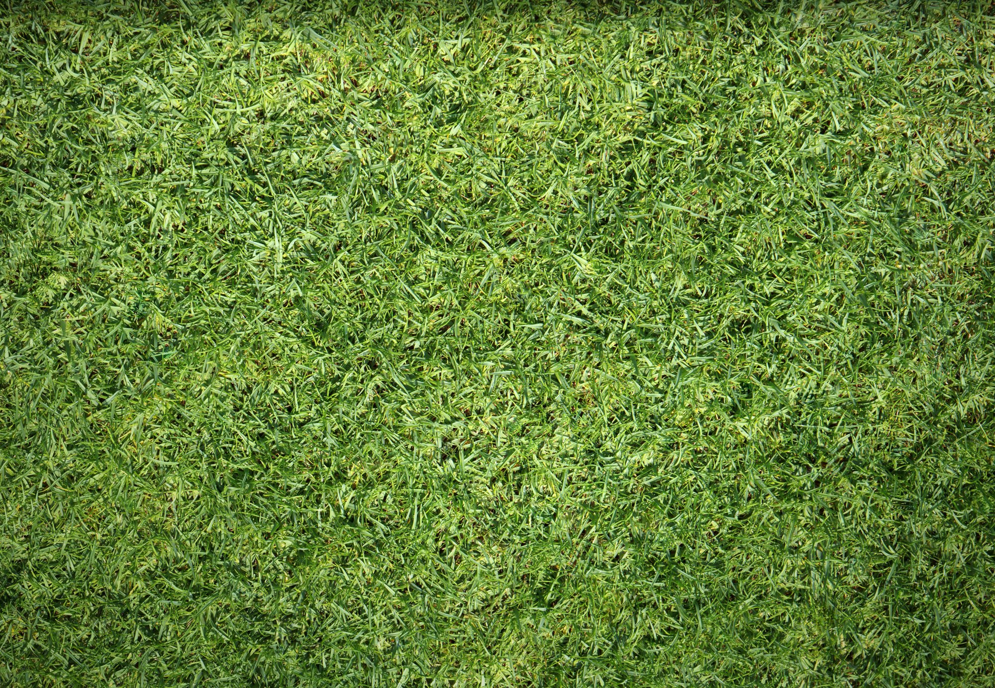 Grass Texture Vector at Vectorified.com | Collection of Grass Texture ...