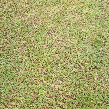 360x360 Grass Texture Png Images Vector And Free Download