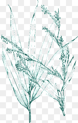 260x409 Top View Grass Png, Vectors, And Clipart For Free Download