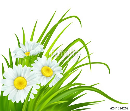 Spring Background With Daisies And Fresh Green Grass Vector 500x429 Spring Background With Daisies And Fresh Green Grass Vector