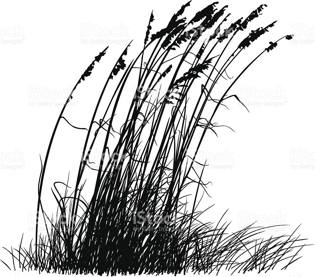 1024x898 Vector Silhouette Illustration Of Beach Grass Blowing In The Wind