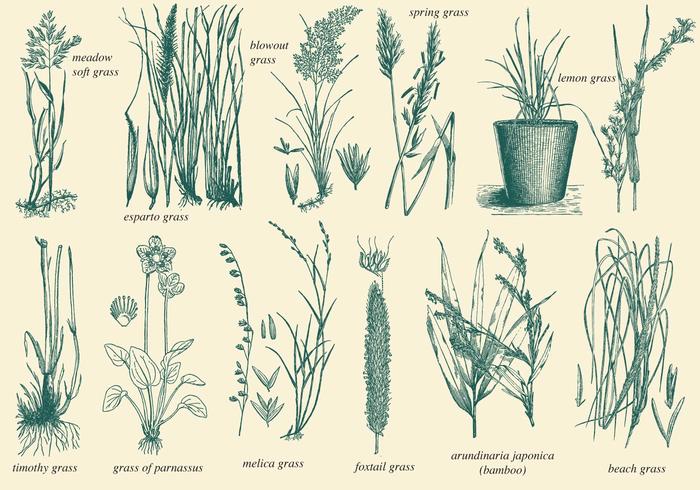 700x490 Wild Grass Vectors