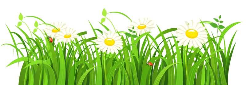 800x276 Download Free Png Grass Vector