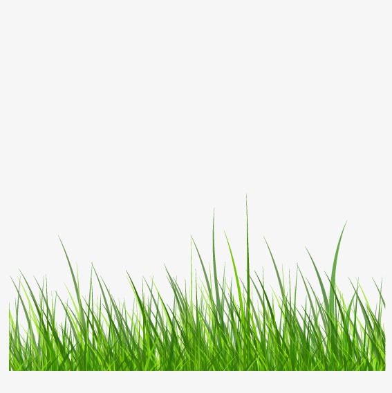 567x568 Green Grass, Green Vector, Grass Vector Png And Vector