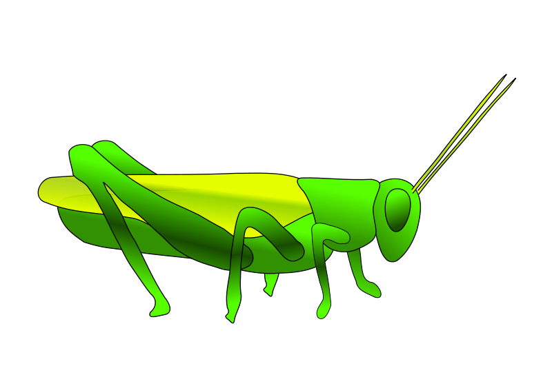 800x560 Grasshopper