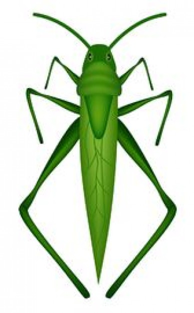 389x626 Grasshopper Vectors, Photos And Free Download