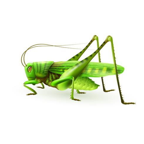 490x490 Grasshopper Realistic Isolated