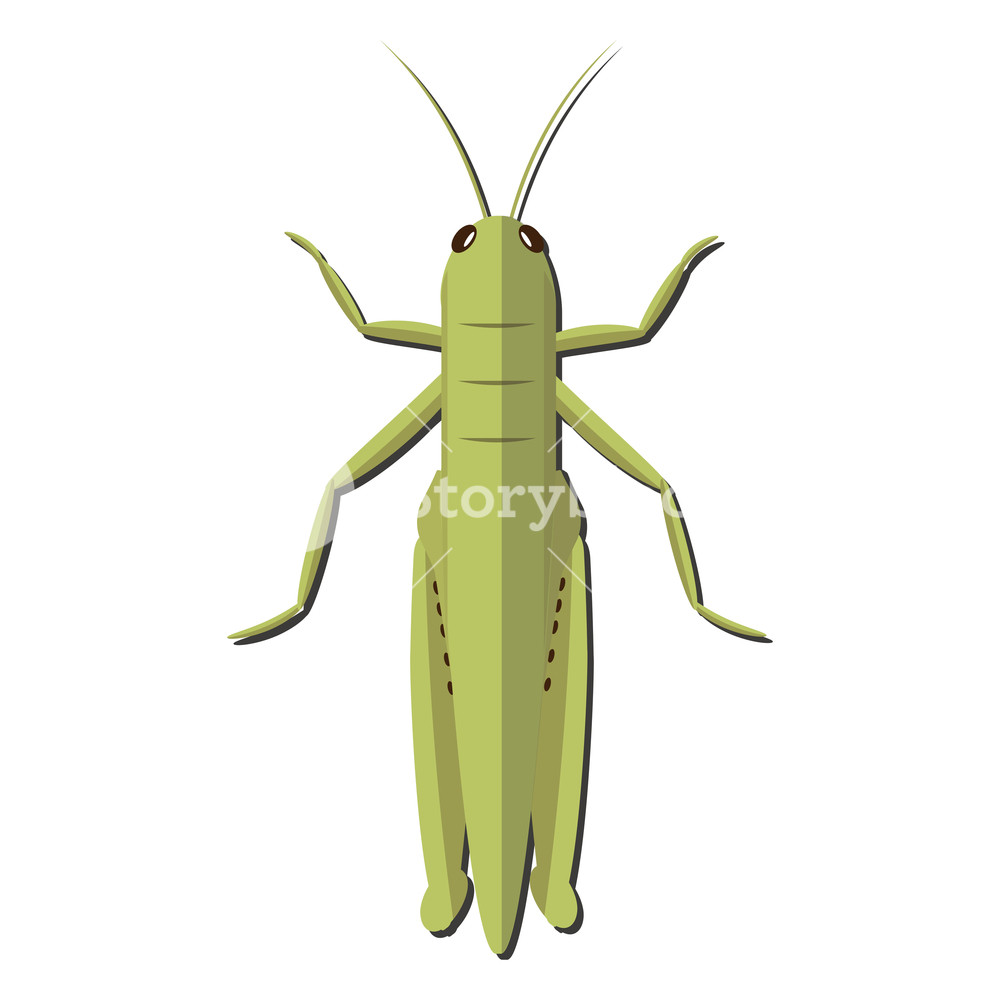 1000x1000 Nursery Nature Insect Vector Grasshopper Royalty Free Stock Image