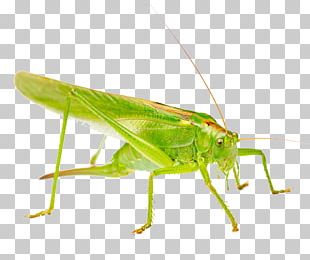 310x260 Vector Grasshopper Png Images, Vector Grasshopper Clipart Free