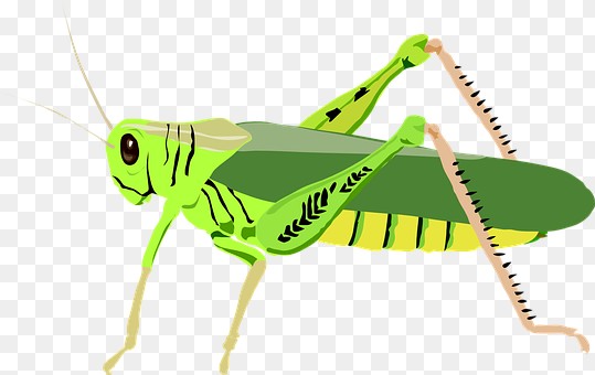 539x340 Free Grasshopper Cliparts Download