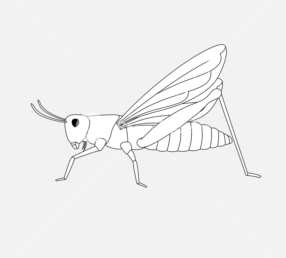 1000x904 Grasshopper Drawing Vector Illustration Royalty Free Stock Image