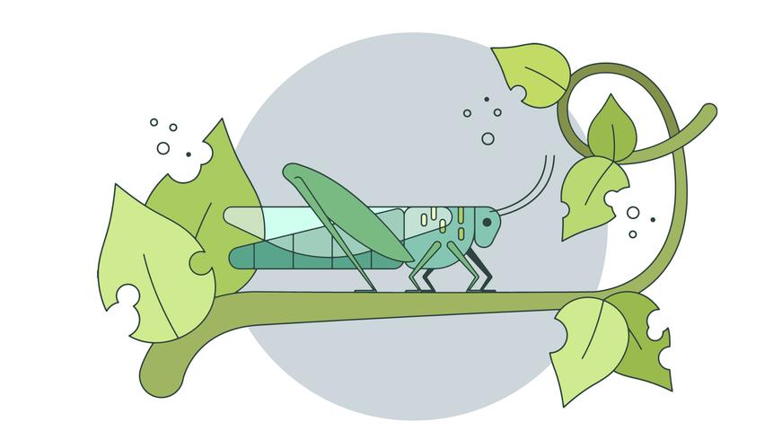 871x490 Grasshopper Vector