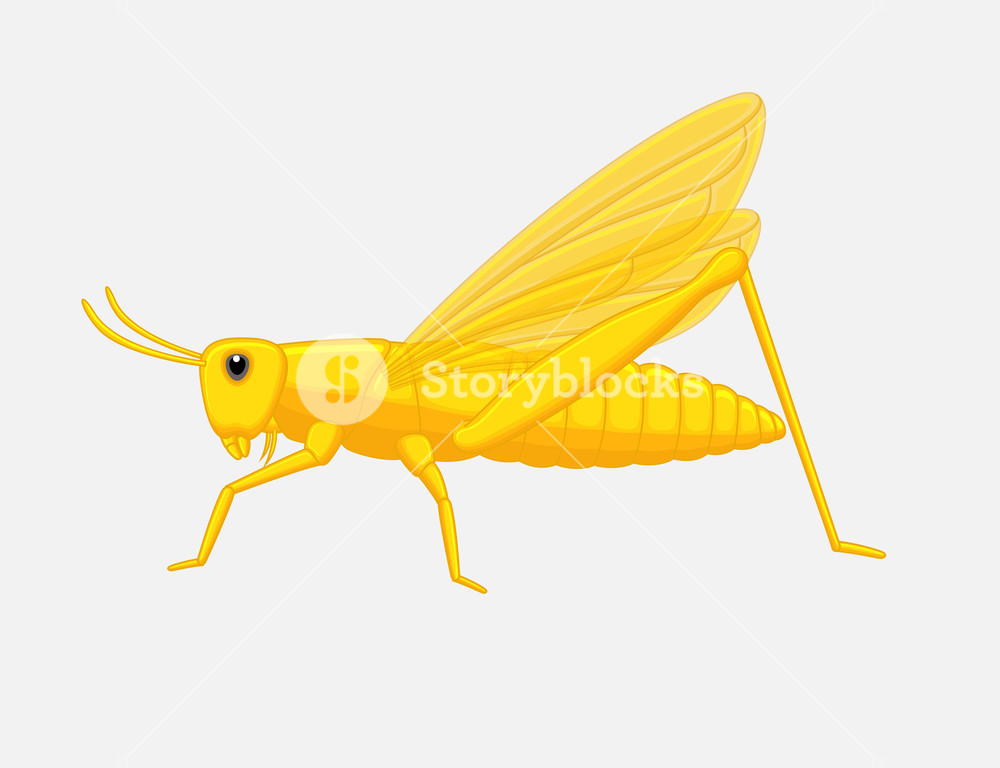 1000x768 Grasshopper Vector Illustration Royalty Free Stock Image
