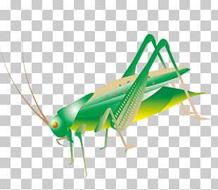 310x270 Grasshopper Vector Png Images, Grasshopper Vector Clipart Free