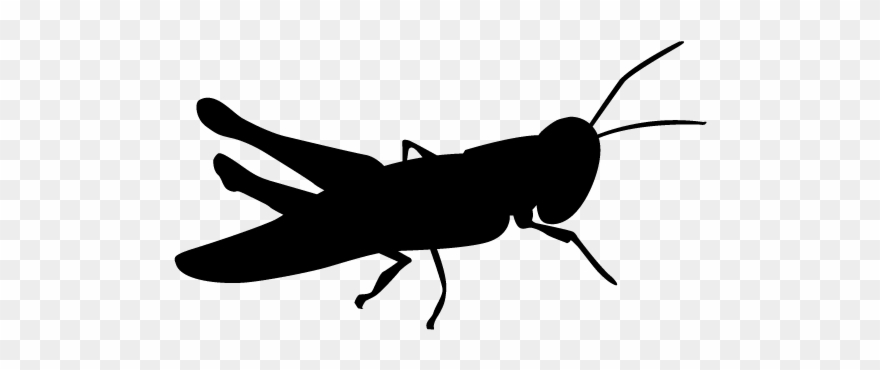 880x370 Grasshopper Vector Silhouette