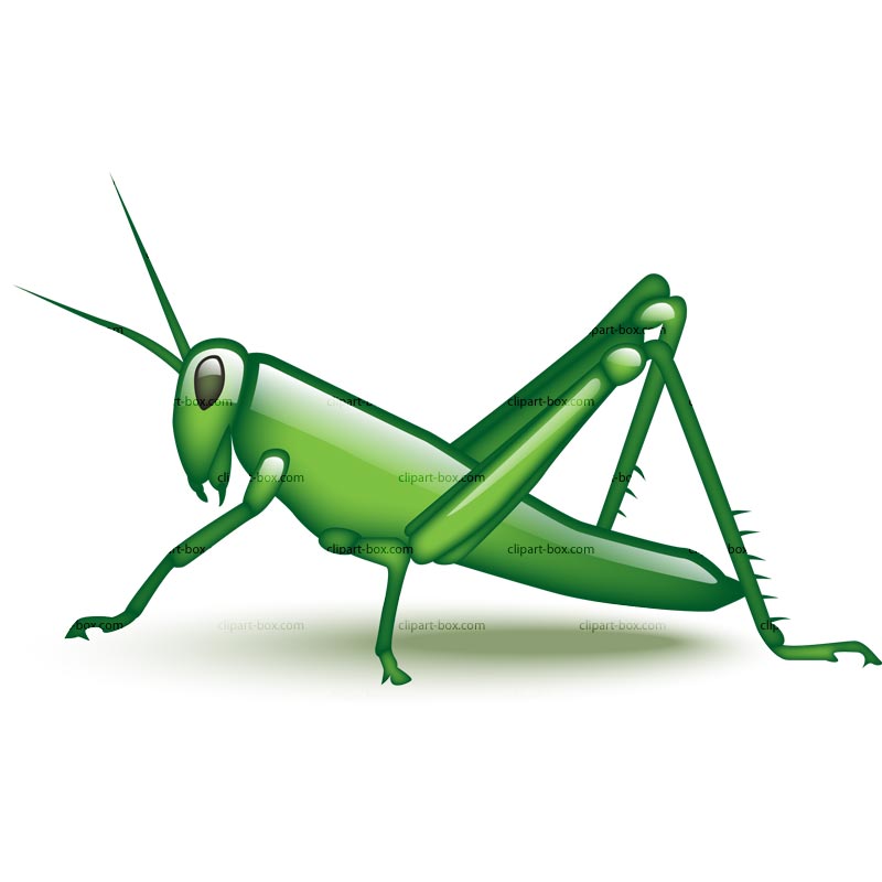 800x800 Grasshopper Clipart Vector Clip For Free Download And Use Images