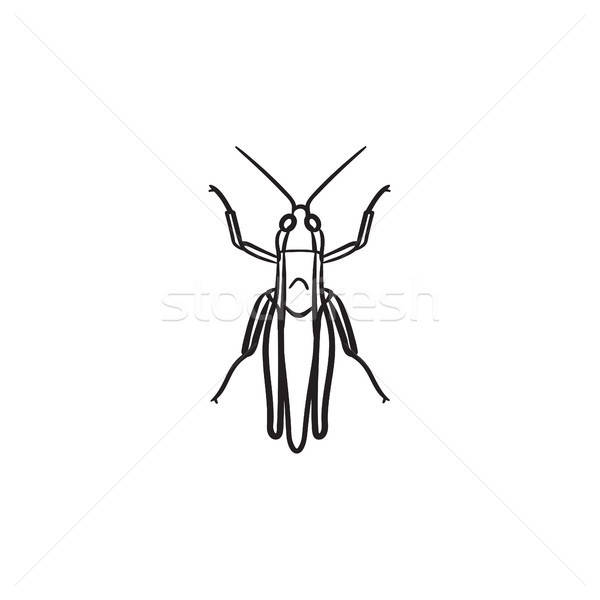 600x600 Grasshopper Hand Drawn Sketch Icon Vector Illustration Andrei