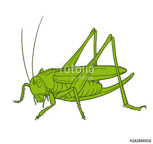 500x469 Grasshopper Of White Background, Graphic Stock Image And Royalty
