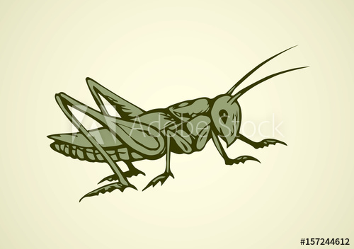 500x352 Grasshopper Vector Drawing