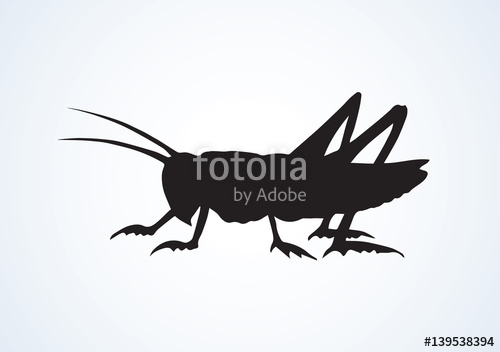 500x352 Grasshopper Vector Drawing Stock Image And Royalty Free Vector