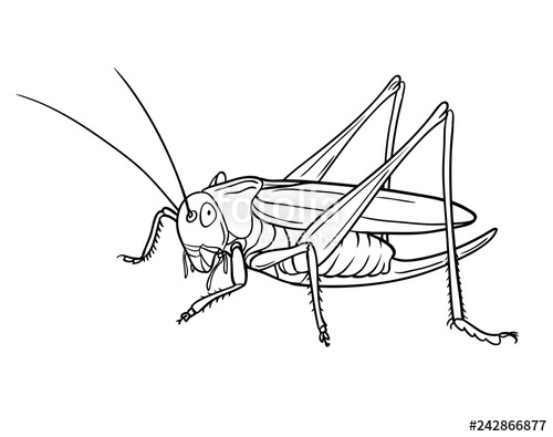 500x395 Grasshopper, Graphic Version Illustration Stock Image