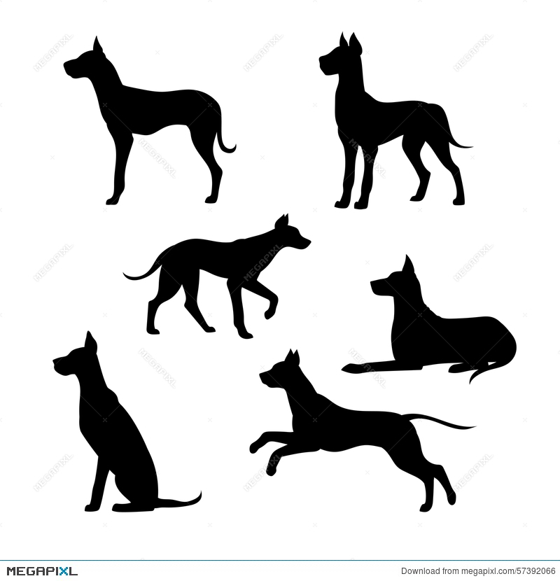 Great Dane Vector
