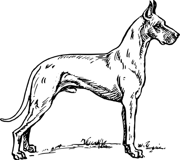 600x536 Great Dane Free Vector In Open Office Drawing