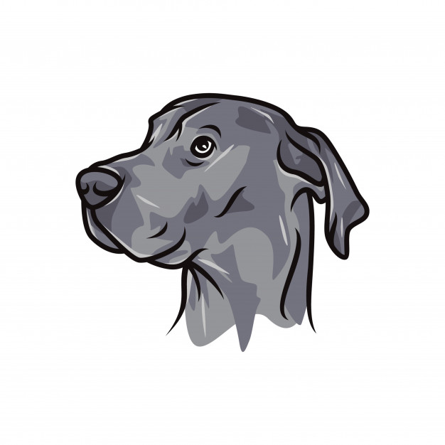 626x626 Great Dane Dog