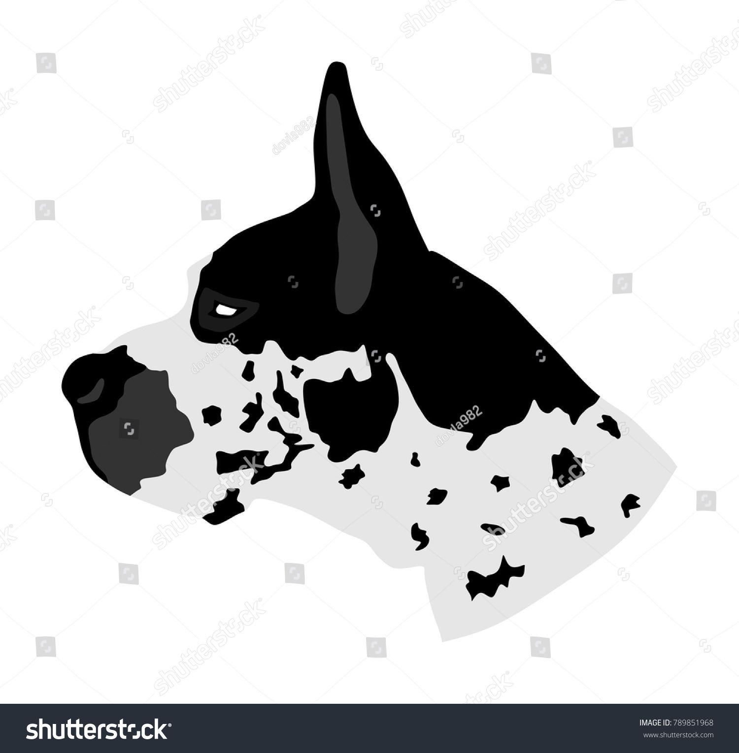 1500x1530 Portrait Of Great Dane Vector Illustration Isolated Harlequin Dog