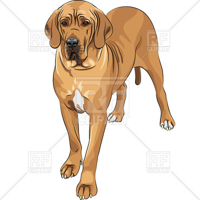 400x400 Standing Great Dane Vector Image Of Plants And Animals
