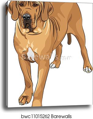 305x390 Vector Sketch Domestic Dog Fawn Great Dane Breed, Canvas Print