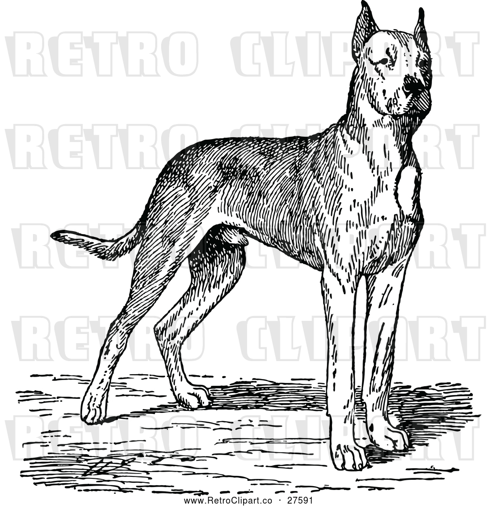 1024x1044 Vector Clip Art Of Retro Great Dane Dog