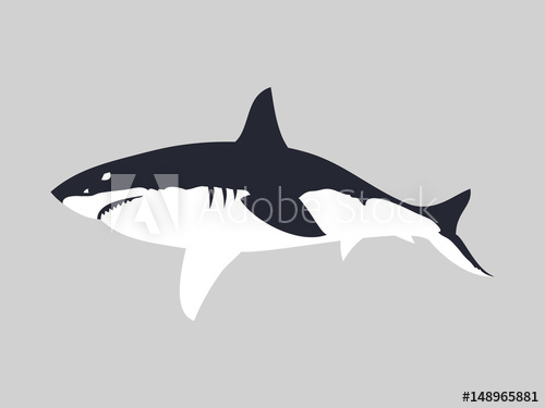 500x375 Great White Shark Vector Illustration