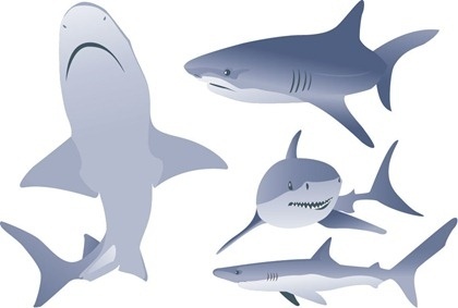 420x283 Shark Free Vector Download