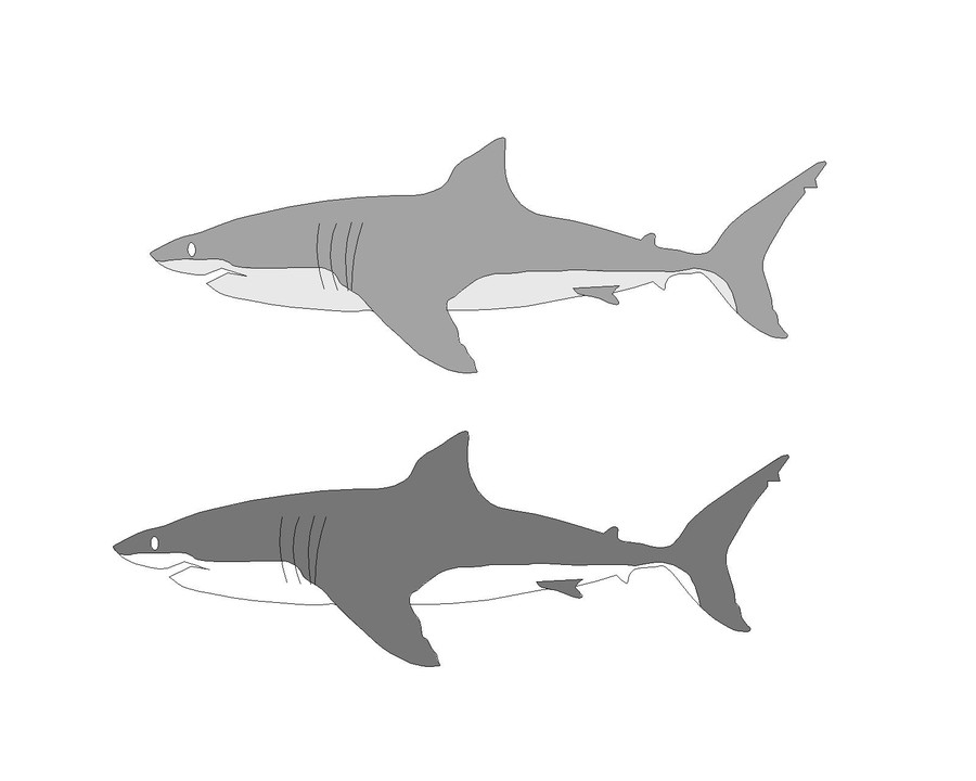 Great White Shark Vector at Vectorified.com | Collection of Great White ...